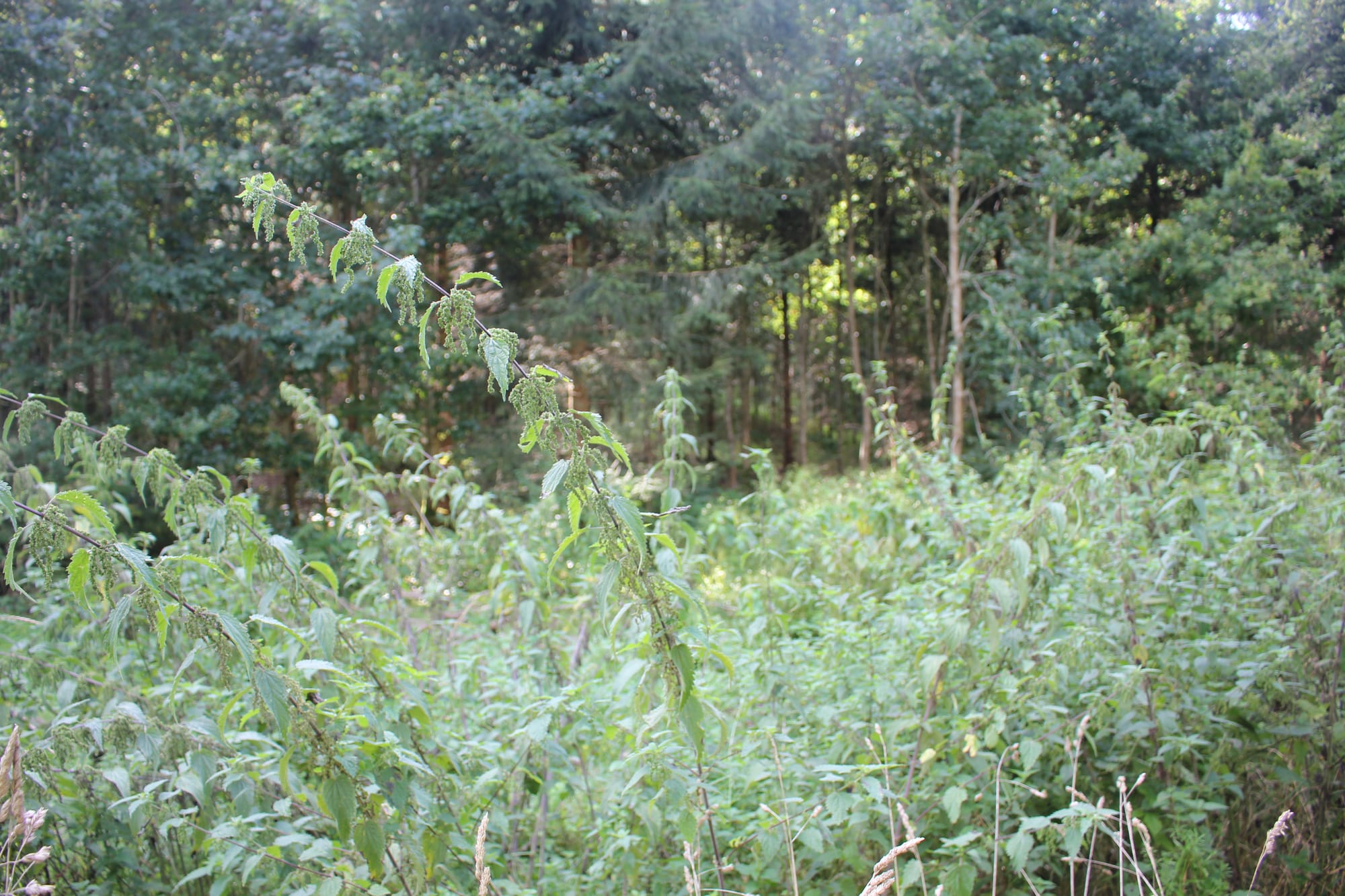 NETTLE FIBRE WORKSHOP