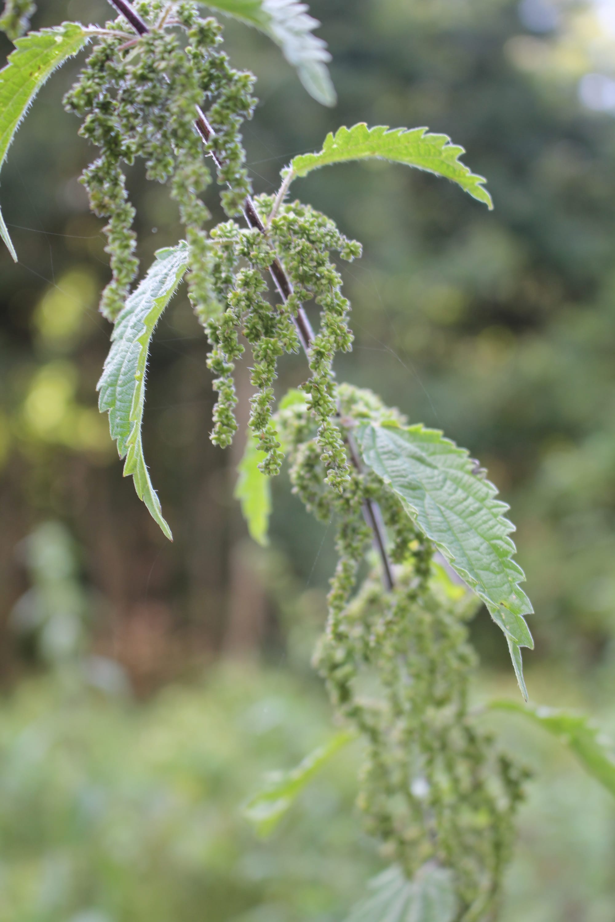NETTLE FIBRE WORKSHOP