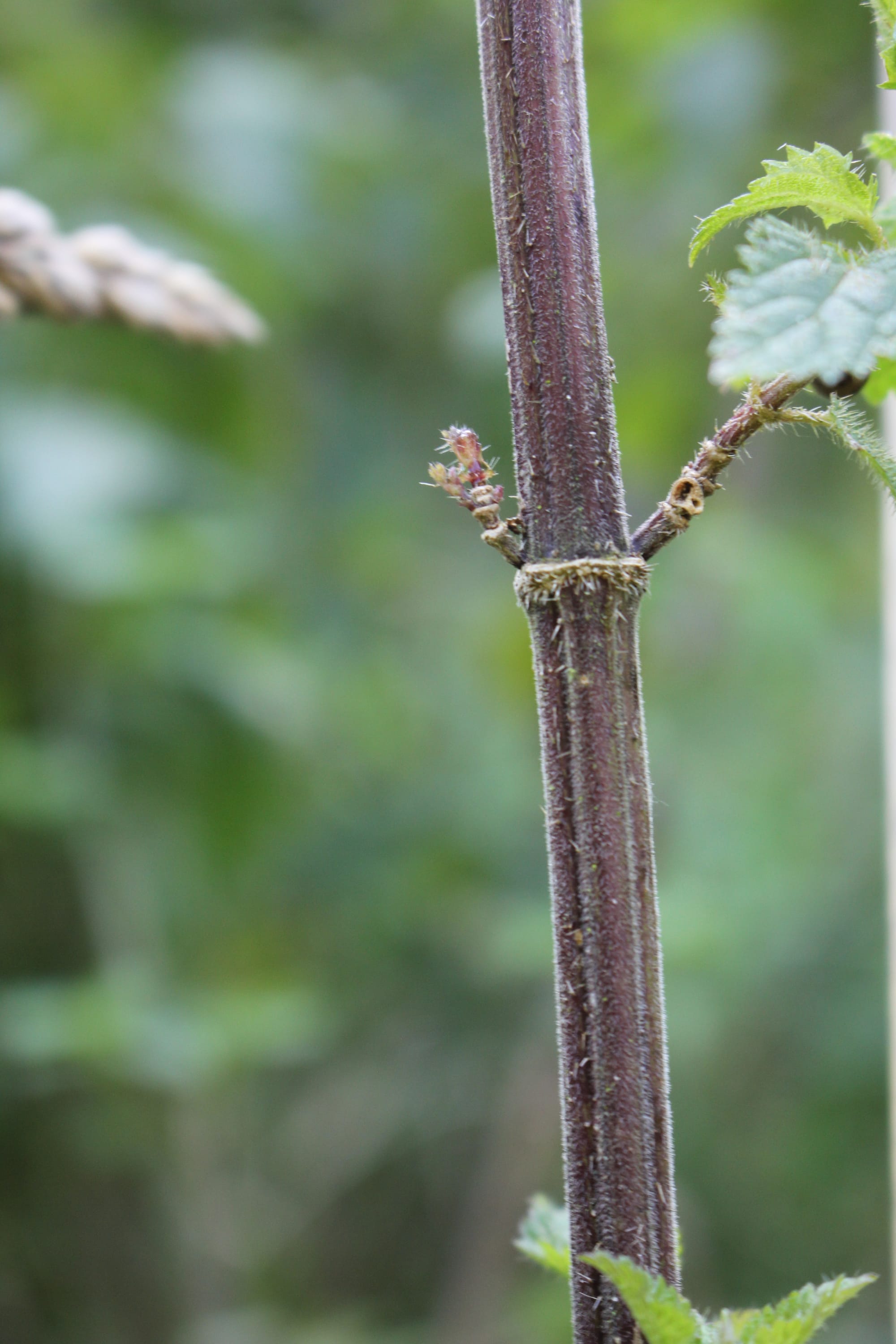 NETTLE FIBRE WORKSHOP