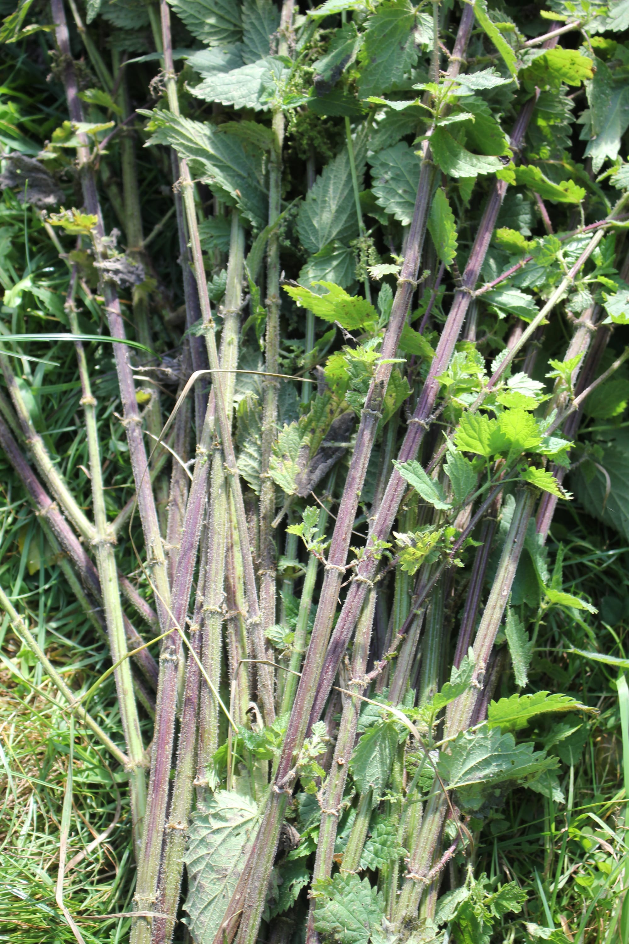 NETTLE FIBRE WORKSHOP