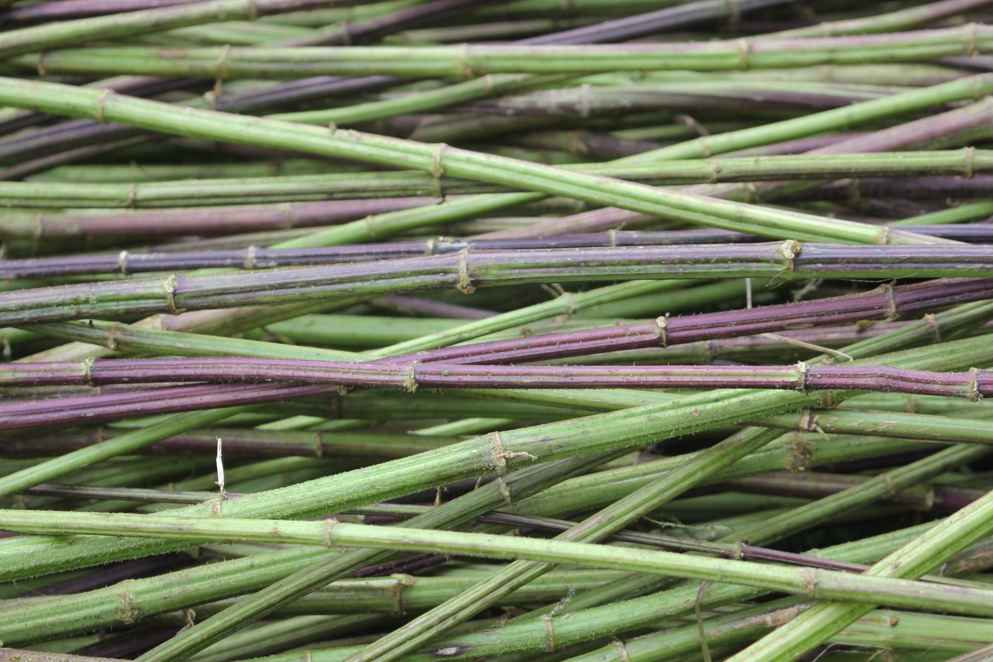 NETTLE FIBRE WORKSHOP